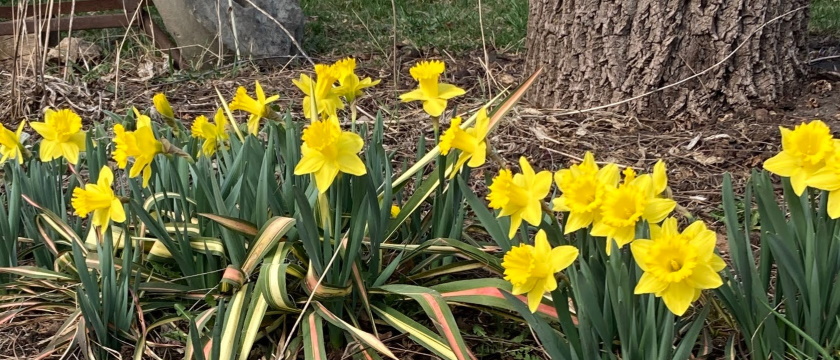 A bunch of blooming daffodils and a yucca at the base of a walnut tree