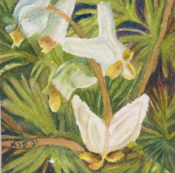 An original watercolor of the wildflower Dutchman's Breeches mounted on a cradled board and sealed with wax.