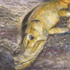 An original watercolor painting of a musky looking up with one eye.