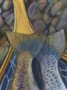 Two tails trout in a net.