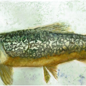 A watercolor painting of a tiger trout with a light blue grey background