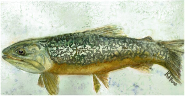 A watercolor painting of a tiger trout with a light blue grey background