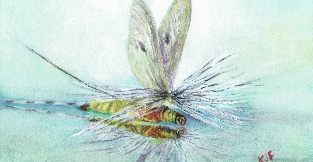 Mayfly Fishing Fly tied by Gerard Piquard reflected in watery blue