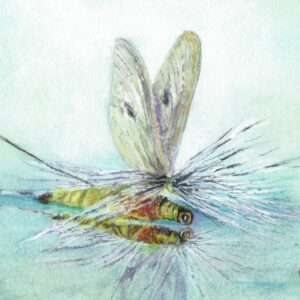 Mayfly Fishing Fly tied by Gerard Piquard reflected in watery blue