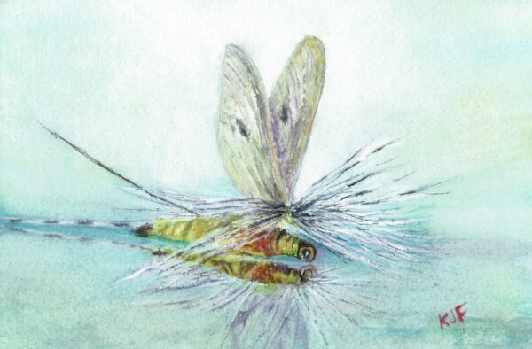 Mayfly Fishing Fly tied by Gerard Piquard reflected in watery blue