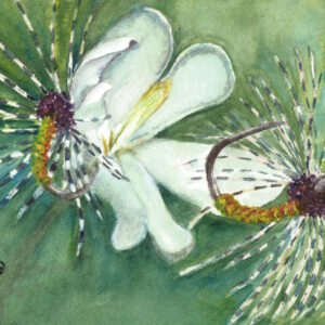 An original watercolor of two fishing flies with a magnolia in the background.