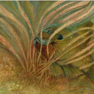 A bluegill peeks through flowing underwater grasses in this original watercolor