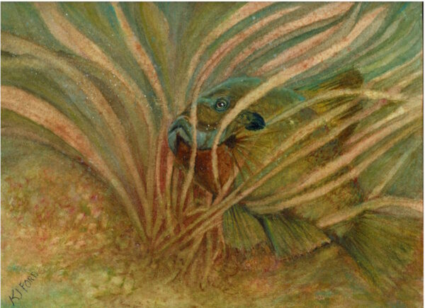 A bluegill peeks through flowing underwater grasses in this original watercolor