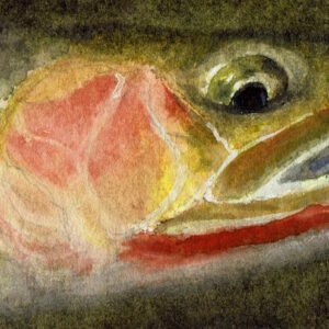The head of a cutthroat trout