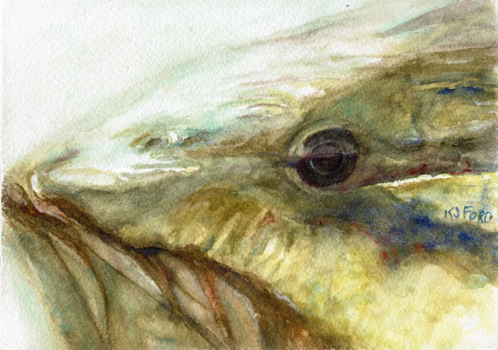 Light reflected on the top of smallmouth bass with olive and brown colors.