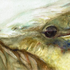 Light reflected on the top of smallmouth bass with olive and brown colors.
