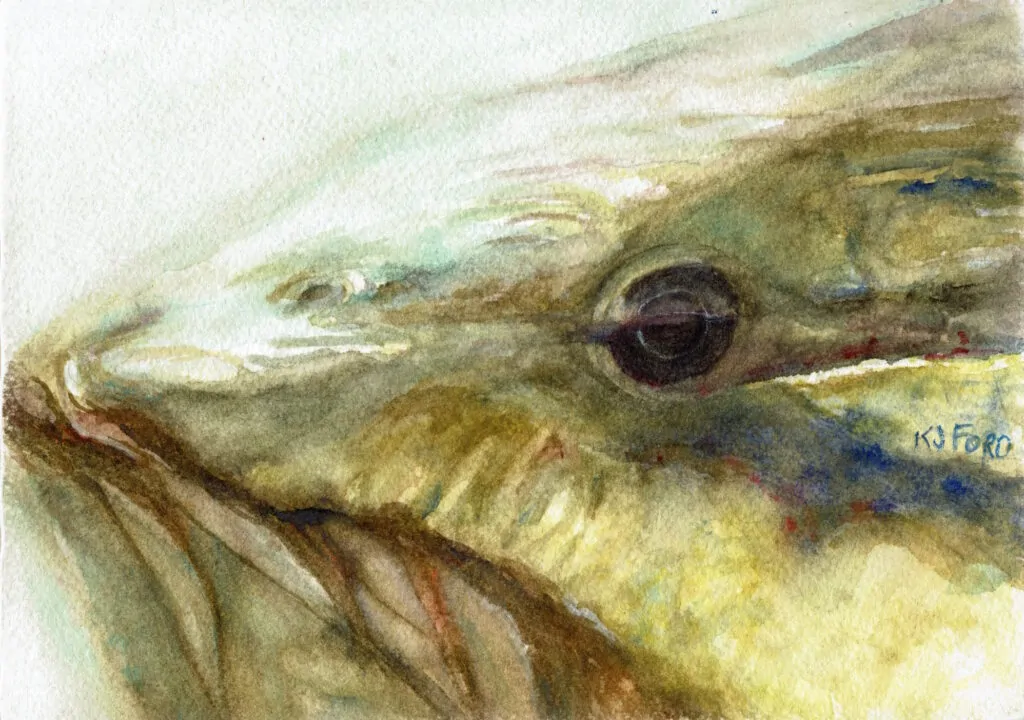 Light reflected on the top of smallmouth bass with olive and brown colors.